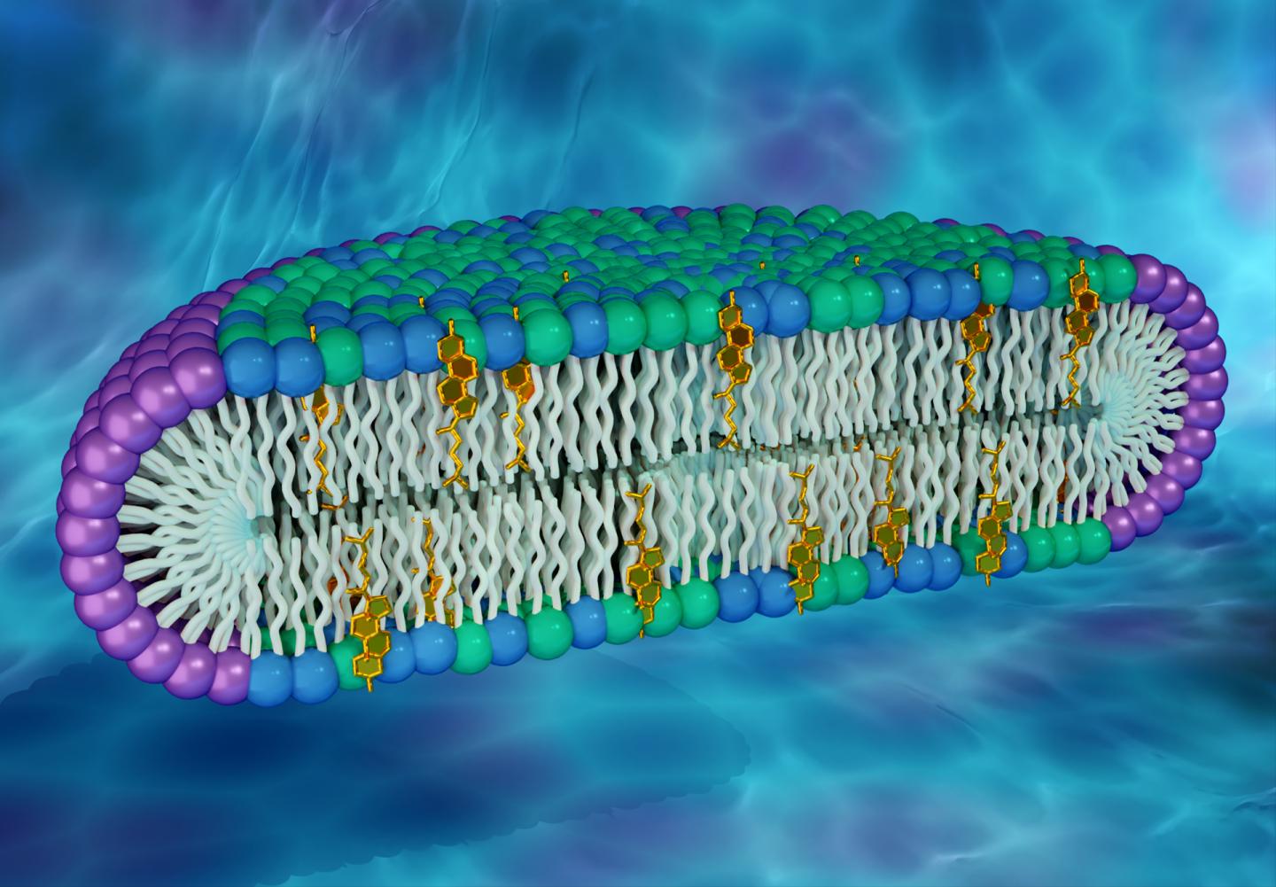 Novel Cell Membrane Model Could Be Key to Uncovering New Protein Properties