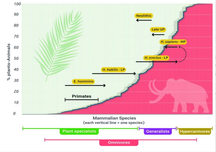 the evolution of the HTL during the Pleistocene as we interpret it, based on the totality of the evidence.