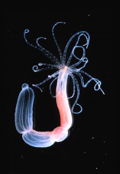 <i>Nematostella</i>