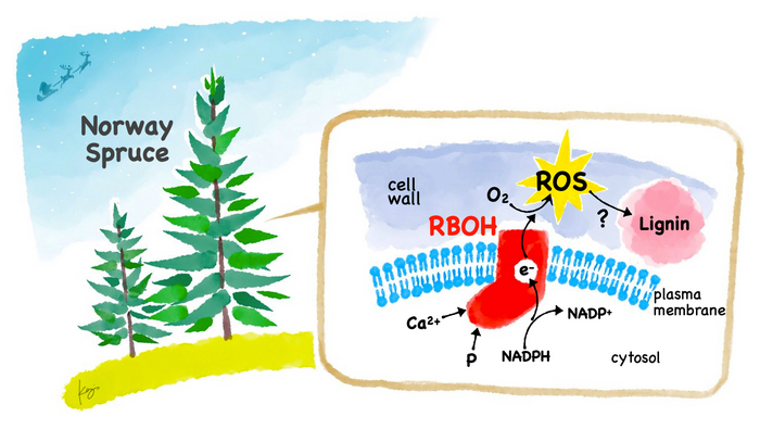 Research into the growth and development of the Norway Spruce reveals important roles of reactive oxygen species biogenic enzymes