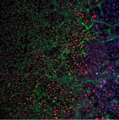 Mouse Embryoid Body with Multiple Cell Types Generated in Vitro after Expression of miR-203 in Stem 