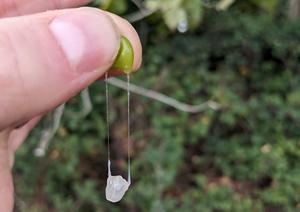 A mistletoe berry being squeezed