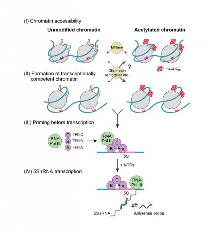 Figure 1. Transcription stages at the chromatin level