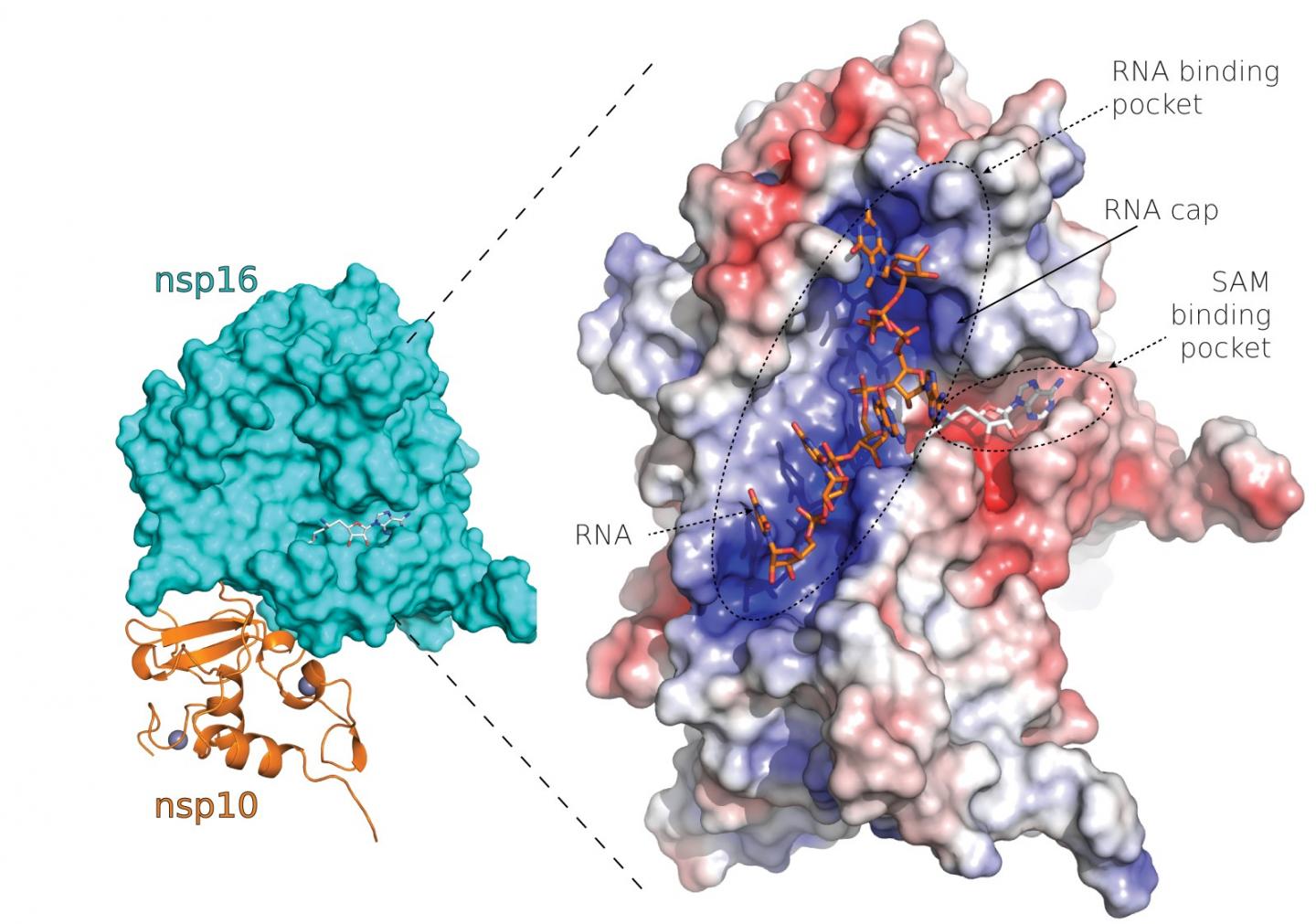 SARS-CoV-2 nsp10-nsp16 protein complex