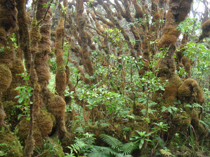 Land snail habitat example