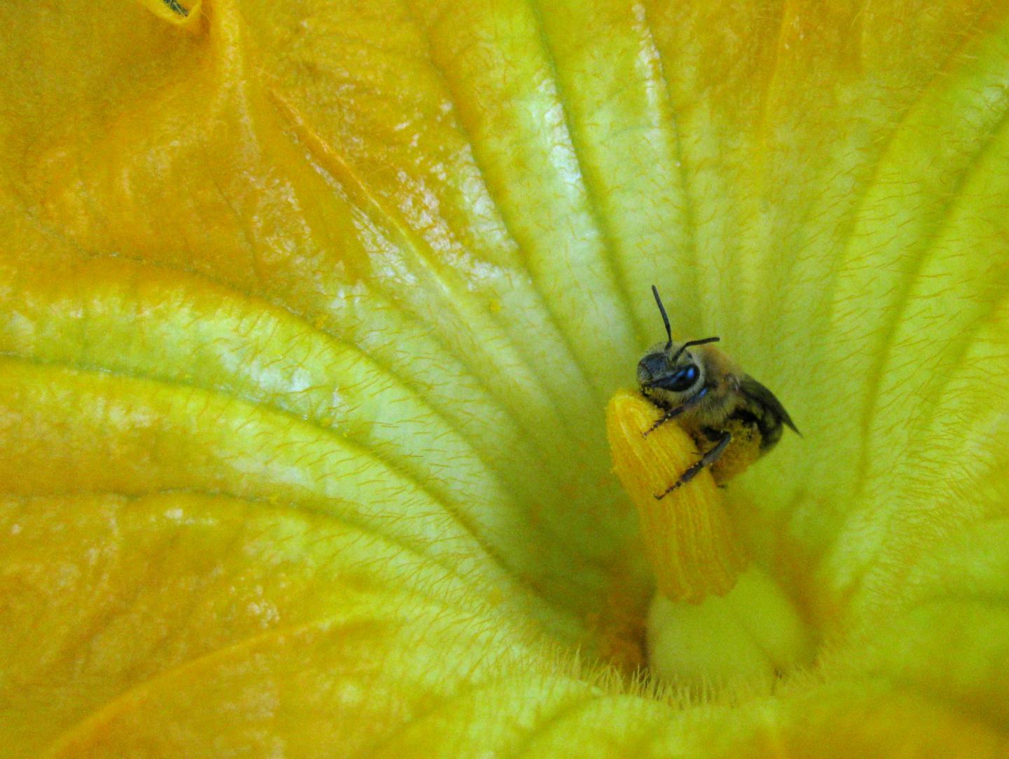 Squash Bee (<i>Peponapis pruinosa</i>)
