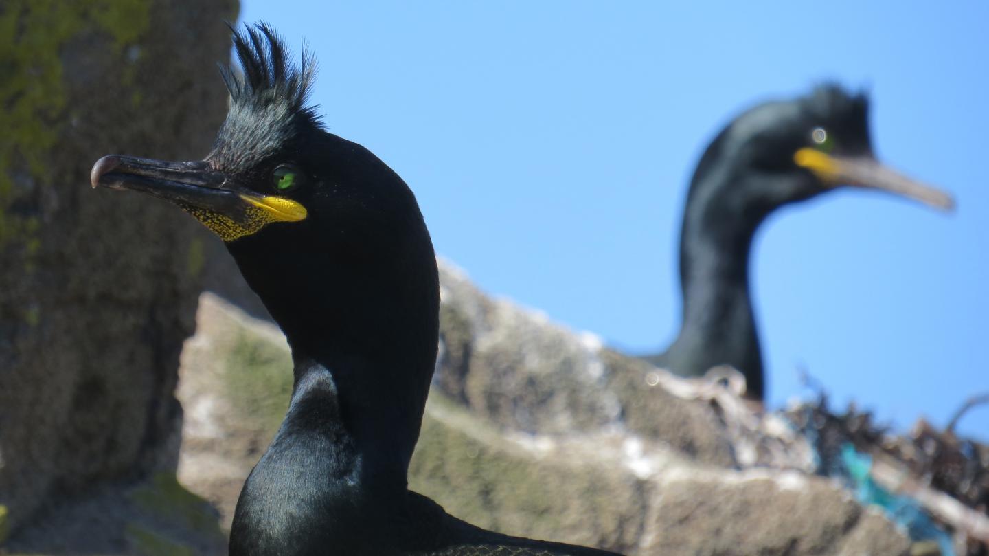 European shags on the Isle of May