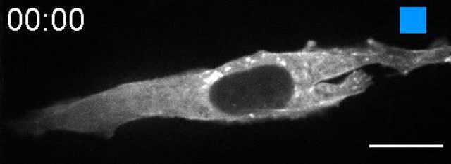 OptoBinder Binds and Releases Actin Molecules within a Cell