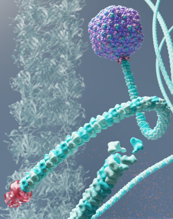 Bacteriophage structure illustration