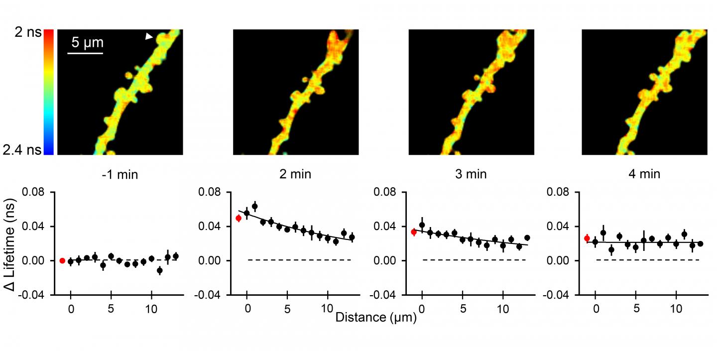 Spatiotemporal PKA Activation After Glutamate Uncaging at a Single Spine