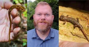 Sam Stickley with plethodontid salamanders