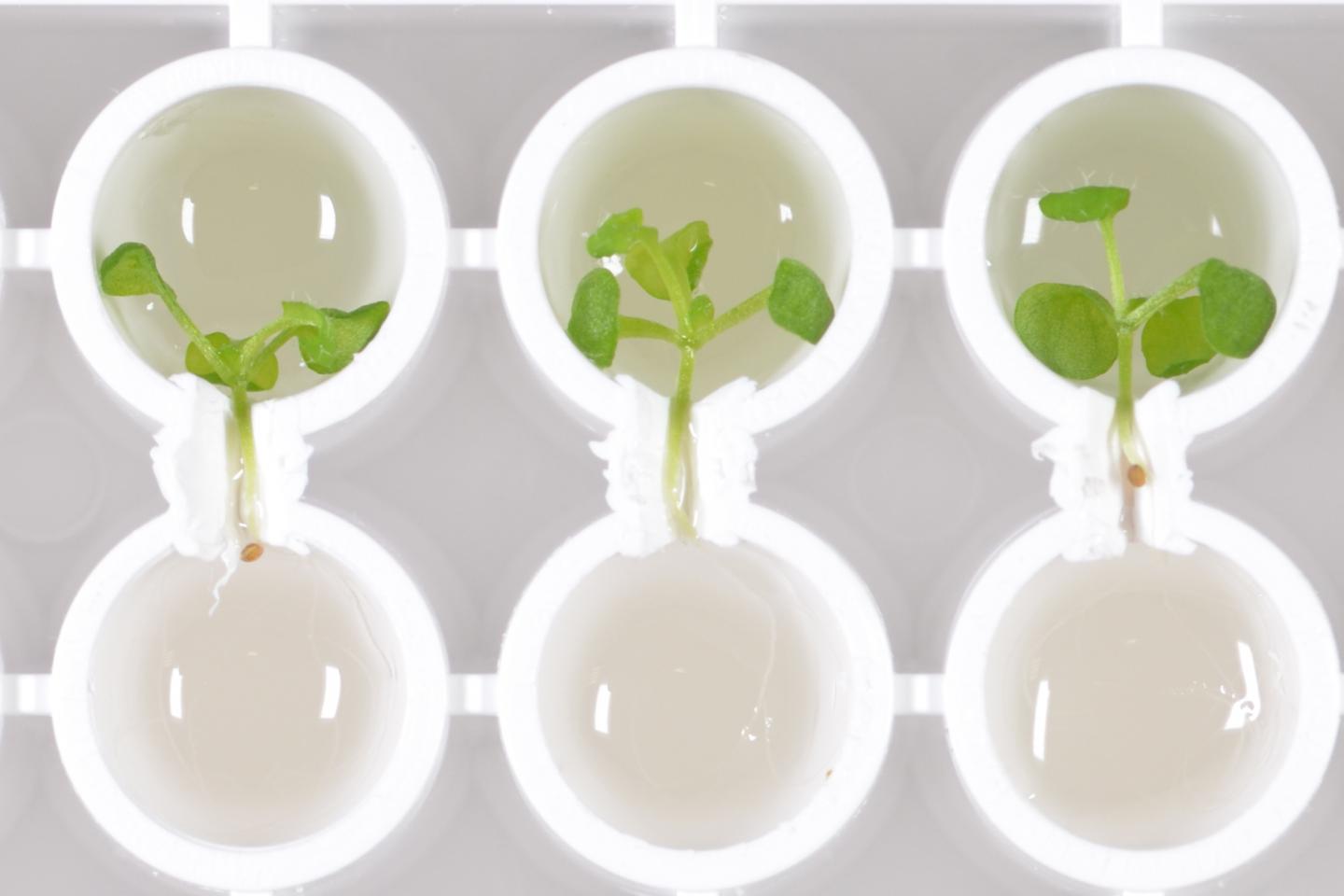 Experimentos de injertos de Ã¡pices y raÃ­ces de Arabidopsis