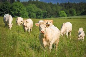 Carbon opportunity cost increases carbon footprint advantage of grain-finished beef