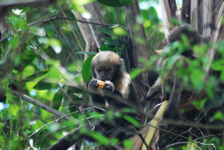 Capuchin Monkey