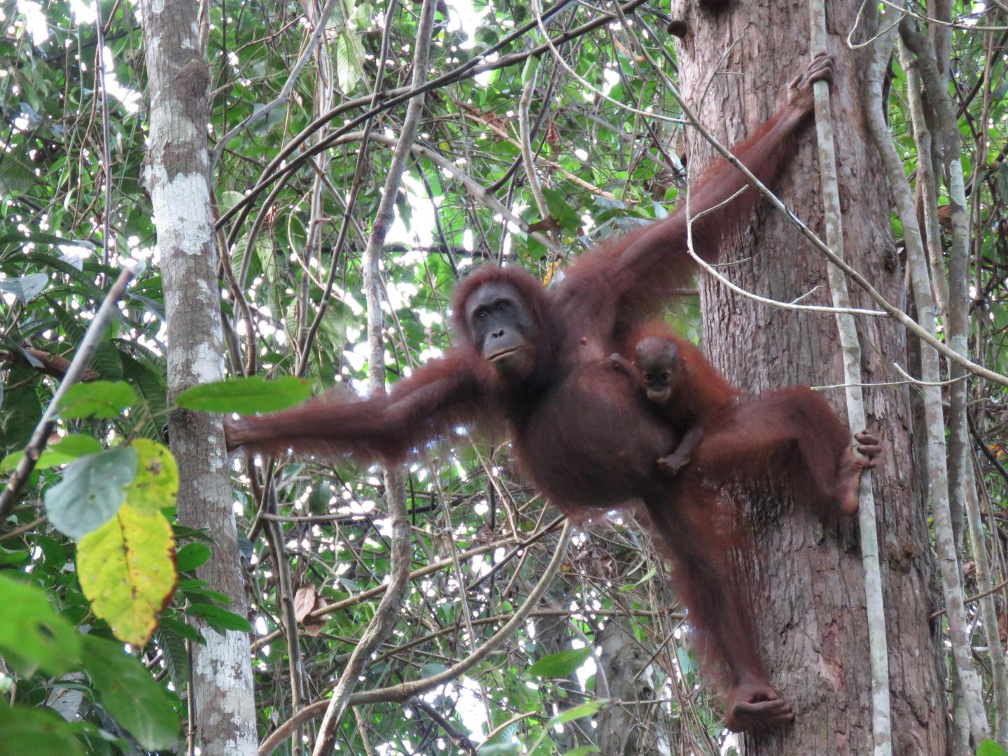 Orangutans Show Vulnerability and Resilience to Different Kinds of Human Influences (5 of 12)