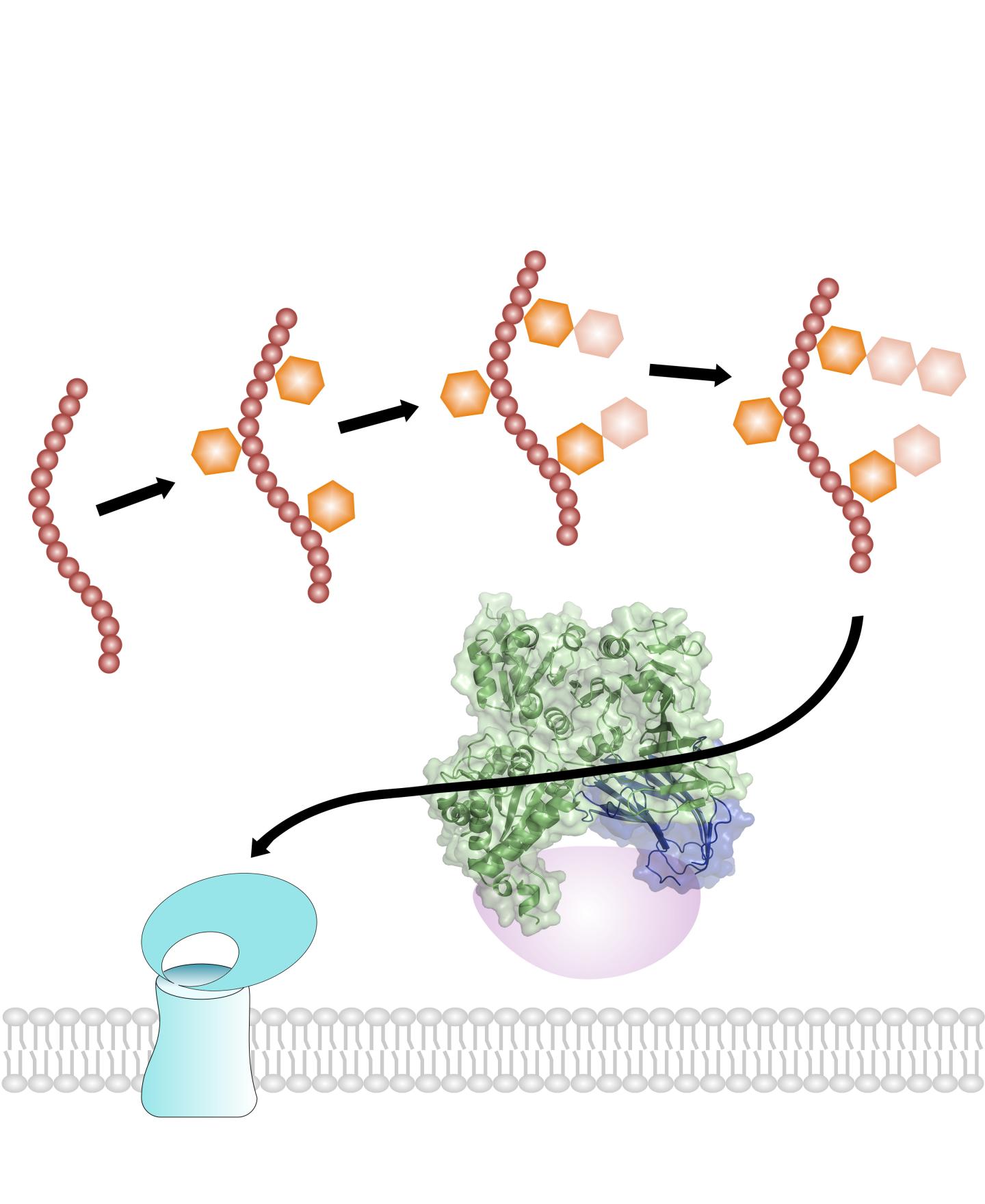 Cytosolic Reactions During the Export of GspB Adhesin from <i>Streptococcus gordonii</i>