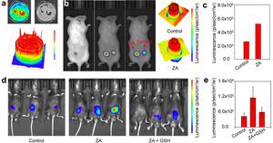 Fig. 1. In-Vitro and In-Vivo Bioimaging of Bacteria-Associated Inflammation.