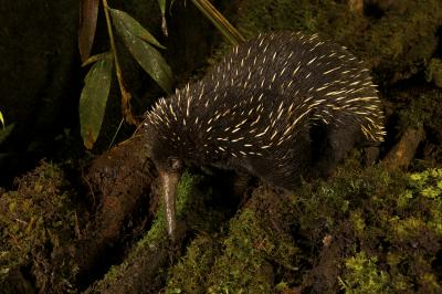 Long-beaked Echidna