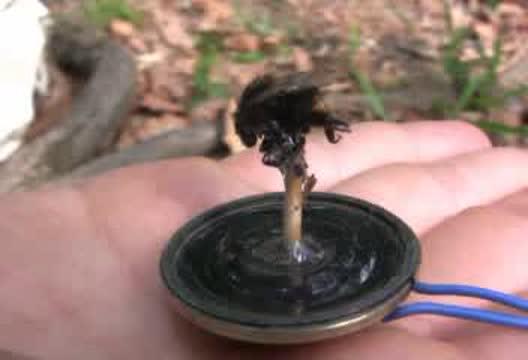 Bumblebee Evicts Tits