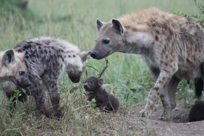 Among spotted hyenas, social ties are inherited