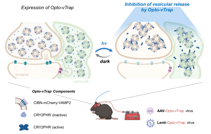 Schematic diagram of Opto-vTrap, an optogenetic trap for reversible inhibition of vesicular release, synaptic transmission, and behavior