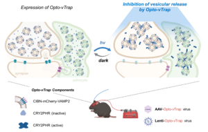 Schematic diagram of Opto-vTrap, an optogenetic trap for reversible inhibition of vesicular release, synaptic transmission, and behavior