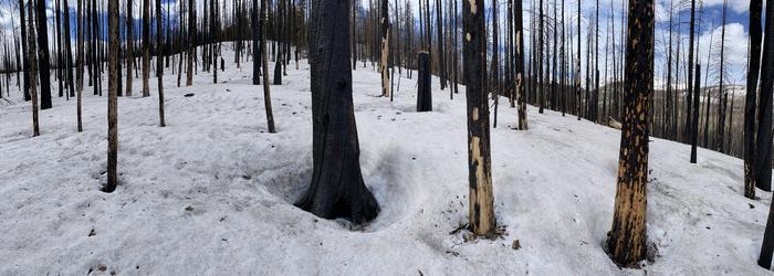 Burned trees