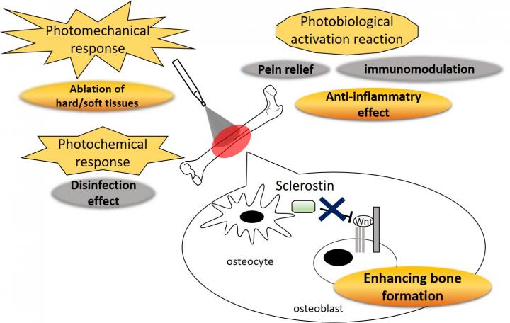 The Effect of Er:YAG Laser Irradiation on the Bone Tissue