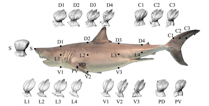 Figure 1. Skin Sampling Locations on a great white shark