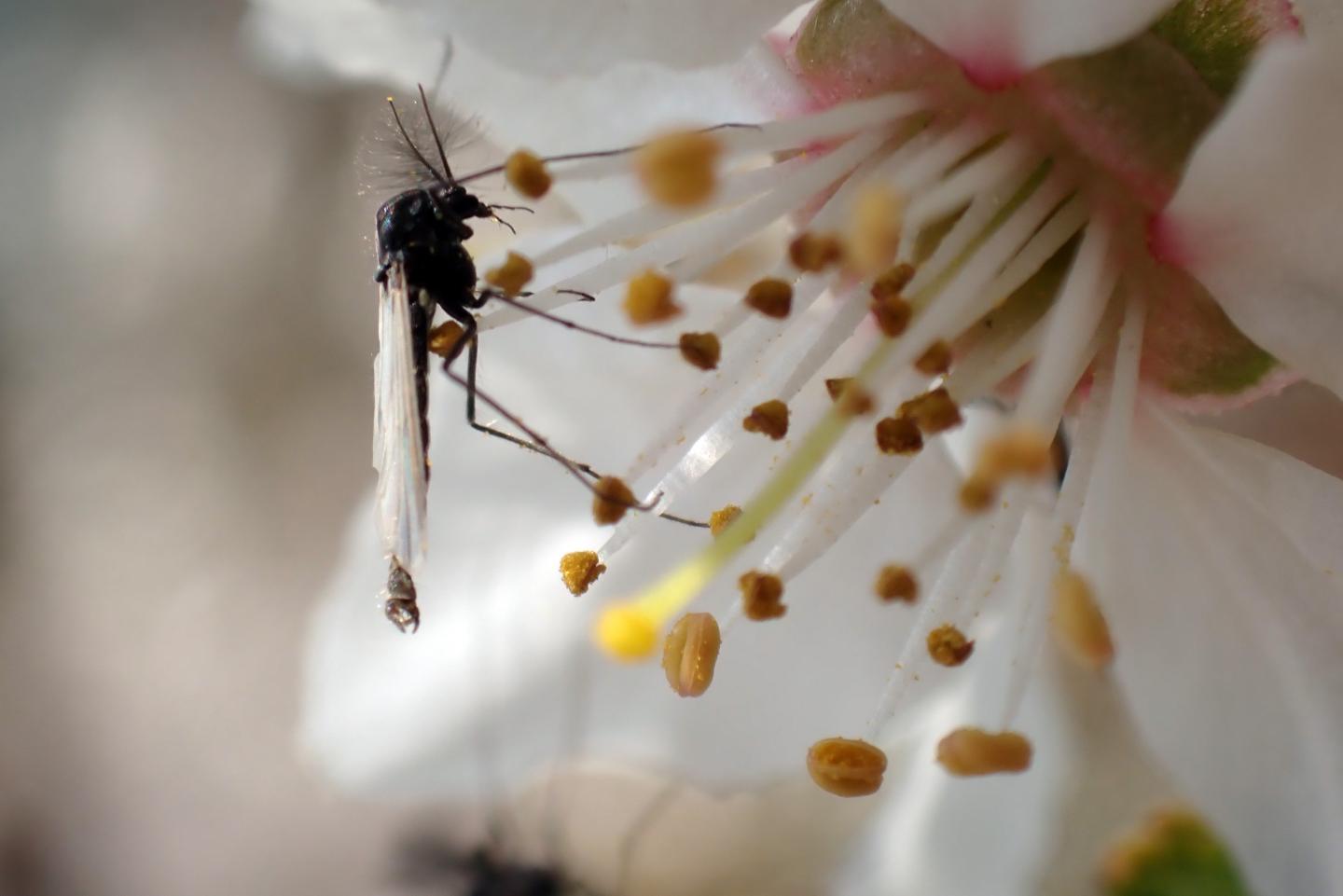 Modern, nonbiting bidge on a flowering apple tree