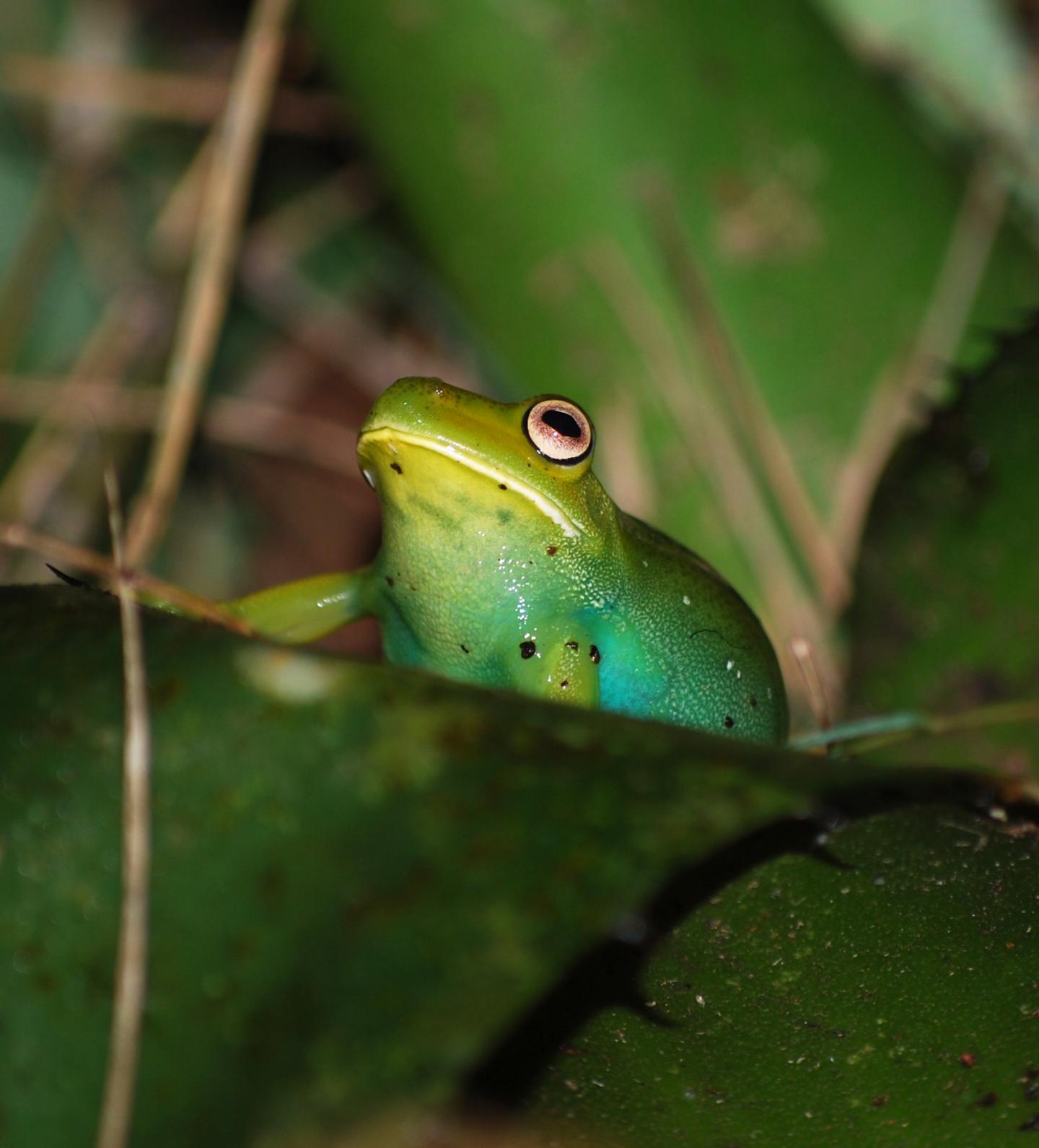 Specimen of the Hylid Treefrog <i>Aplastodiscus Leucopygius</i>