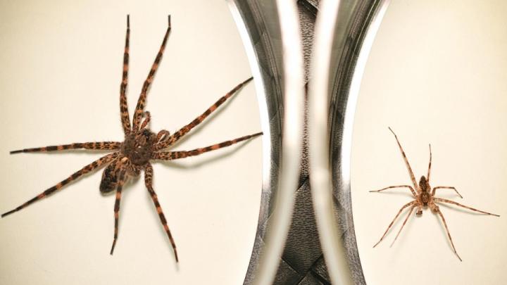 Male Fishing Spiders' Ultimate Sacrifice