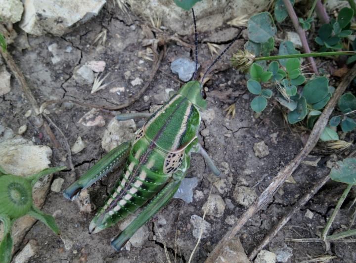 Plains Lubber Grasshopper