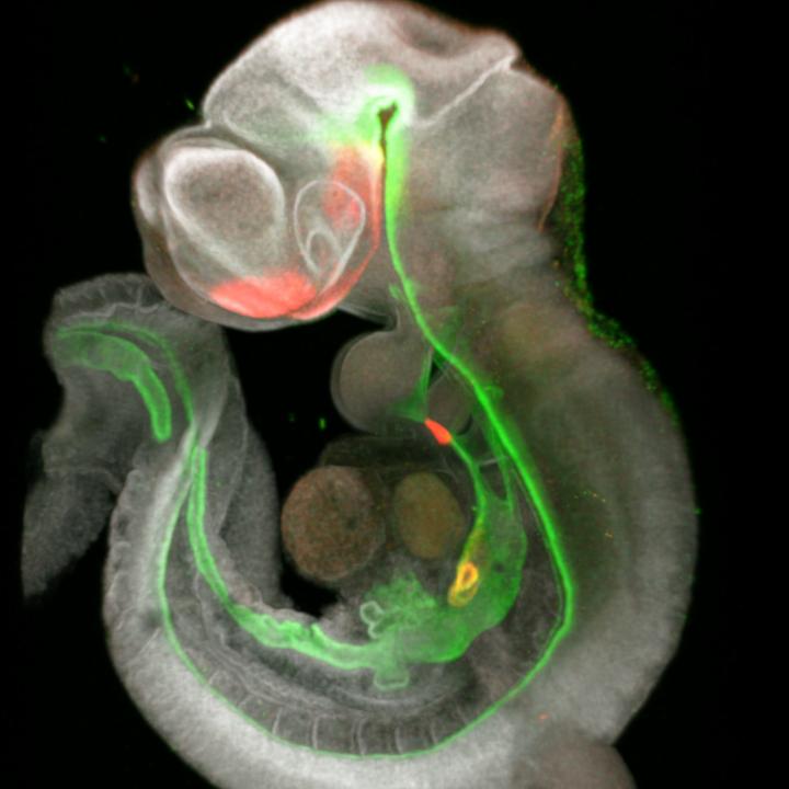 Decoding the Signals of Organ Development