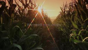 Meeting future food demand requires regaining lost abiotic stress tolerance in crops