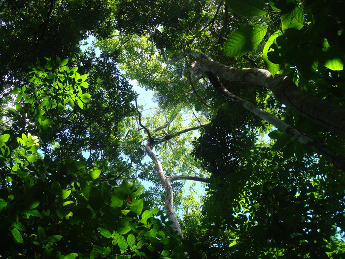 Tropical lowland forest canopy in Barro Colorado Island in Panama