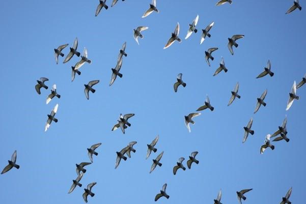 The Fellowship of the Wing: Pigeons Flap Faster to Fly Together