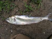 American Shad after Spawning