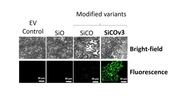 Confocal microscopy images of tobacco leaves showing the relative abundance of oleosin protein