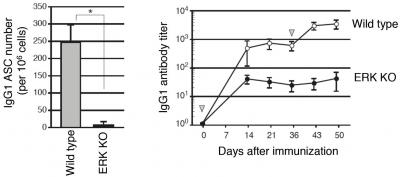ERK KO Mice Show Impaired IgG1 Antibody Production