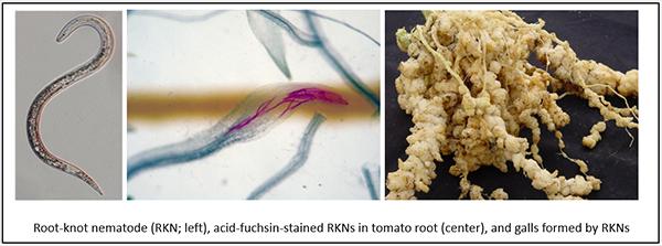 Root-Knot Nematode and Galls