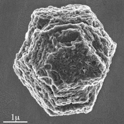 A Silicon Carbide Grain