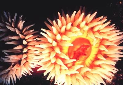 Fish-eating Anemone