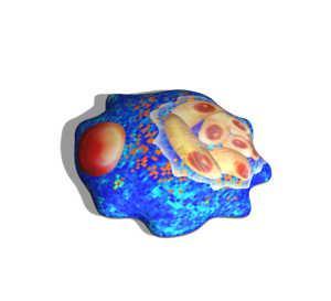 Schematic 3D model of Toxoplasma gondii inside a host cell