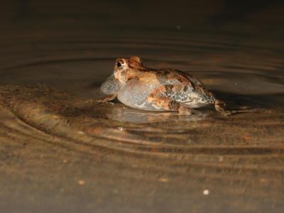 Male Tungara Frog Makes Ripples