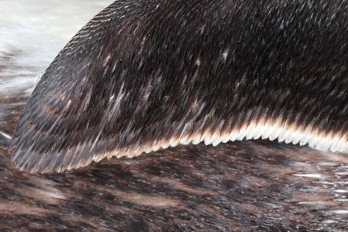 Penguin wing feathers