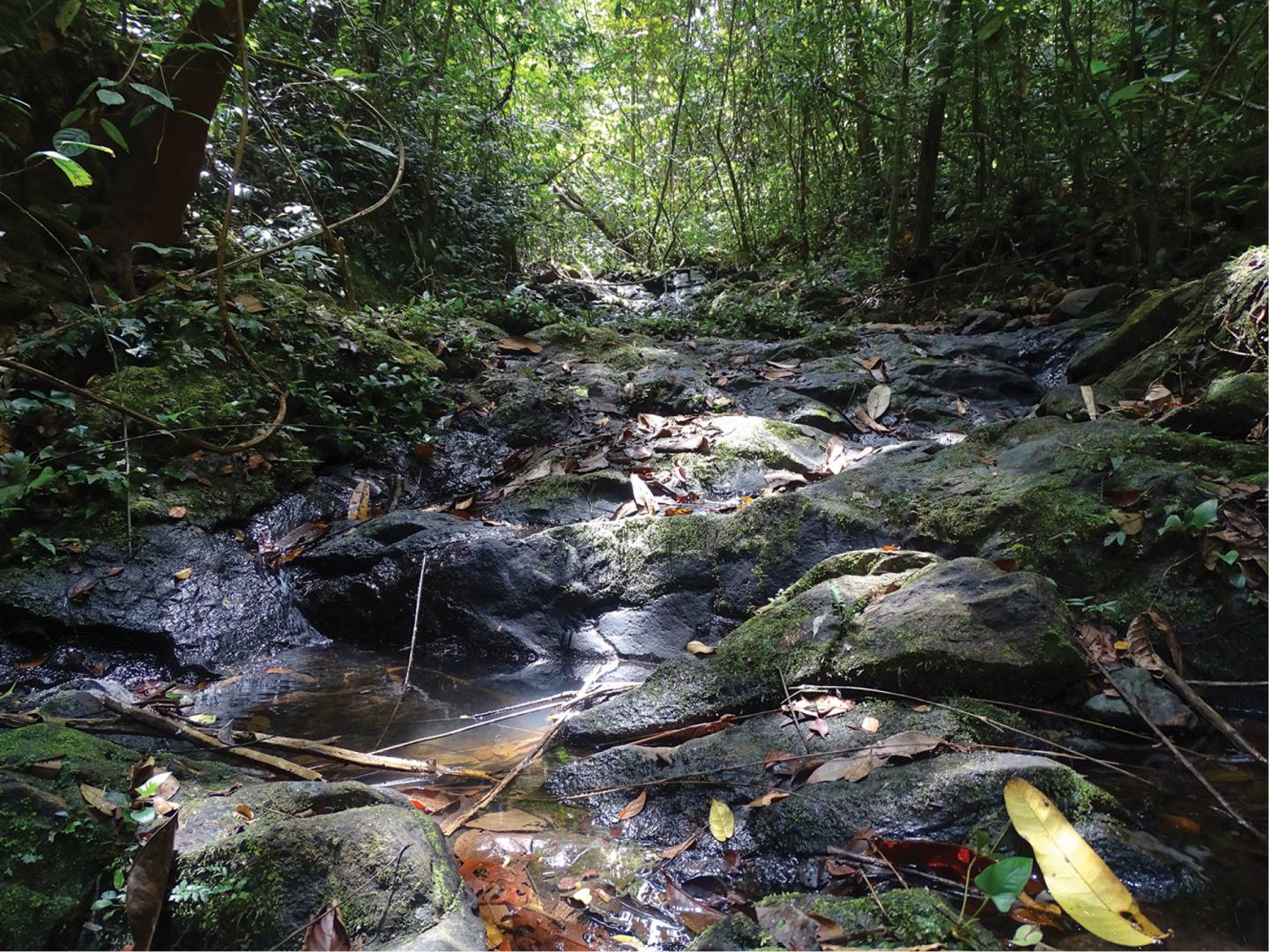 Type Locality of the Newly Described Branch's Stiletto Snake