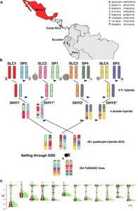 Development and Genetic Composition of the ToMAGIC Population.