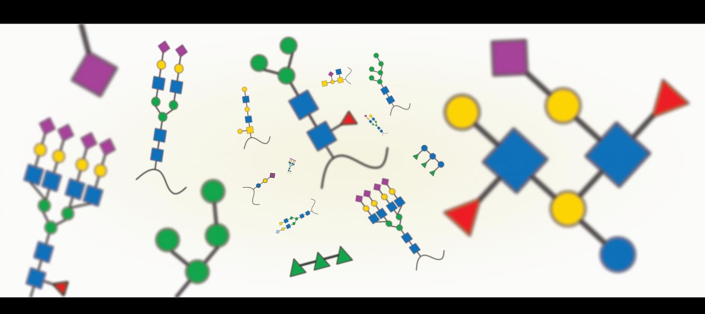 Glycan Diversity