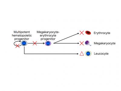 Reproduction of CAMT Pathology